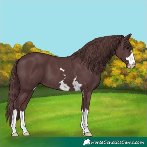 Horse Color:Chocolate Black 