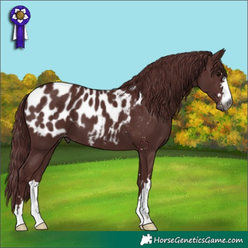 Horse Color:Gray Chocolate Black Appaloosa 