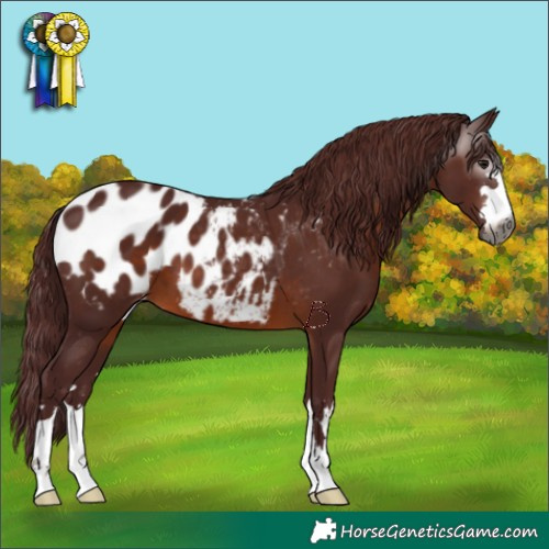 Horse Color:Gray Chocolate Brown Blanket