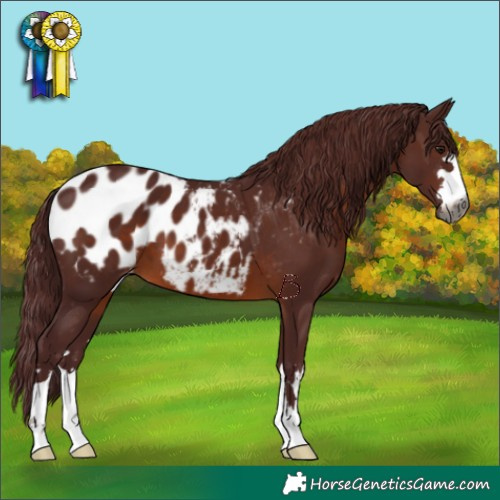 Horse Color:Gray Chocolate Brown Appaloosa
