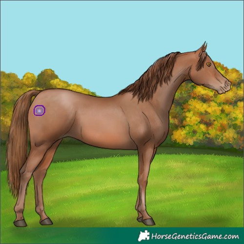 Horse Color:Brown Pearl