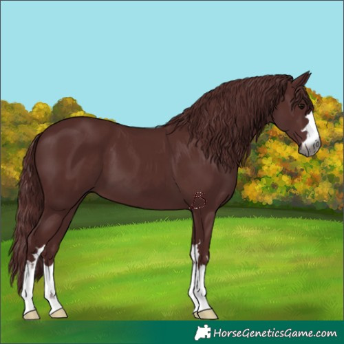 Horse Color:Gray Chocolate Black 