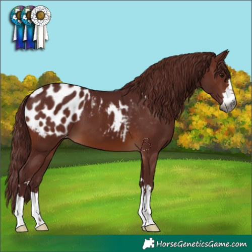Horse Color:Gray Chocolate Brown Appaloosa 