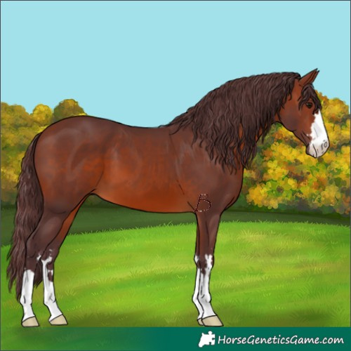 Horse Color:Chocolate Brown