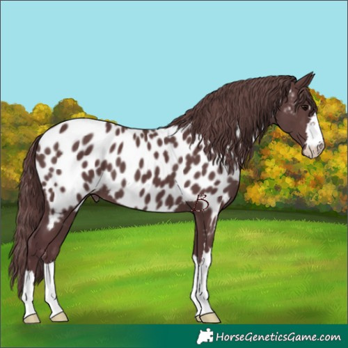 Horse Color:Chocolate Black Appaloosa