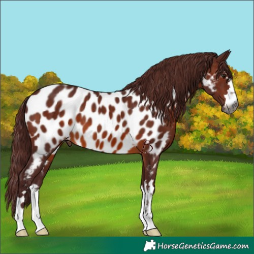 Horse Color:Gray Chocolate Brown Appaloosa 