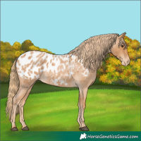 Horse Color:Red Roan Blanket