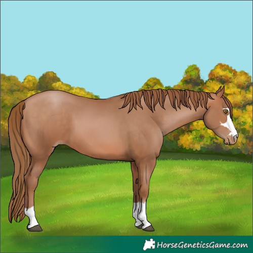 Horse Color:Bay Pearl