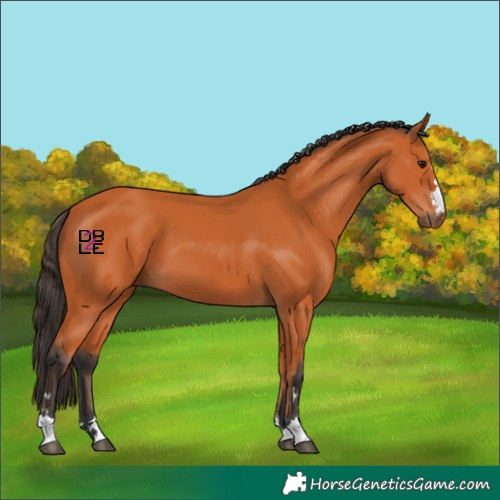 Horse Color:Bay 