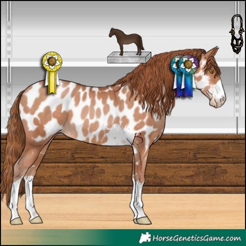Horse Color:Chocolate Brown Pearl Appaloosa