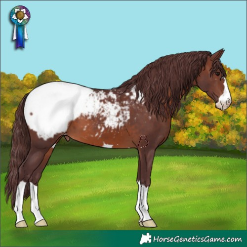 Horse Color:Chocolate Brown Appaloosa 