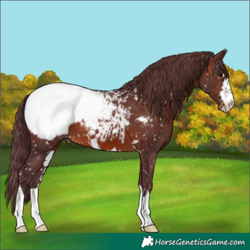 Horse Color:Chocolate Brown Appaloosa 
