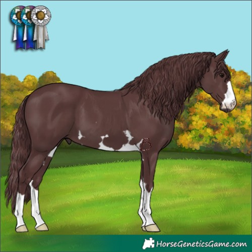 Horse Color:Chocolate Black
