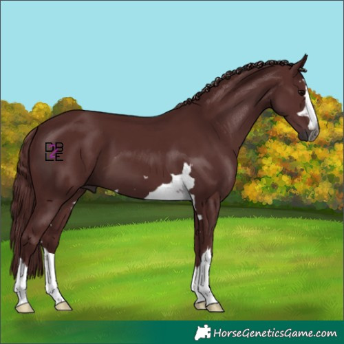 Horse Color:Gray Chocolate Black 