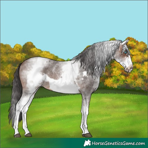 Horse Color:White Spotted Brown Roan Frame 