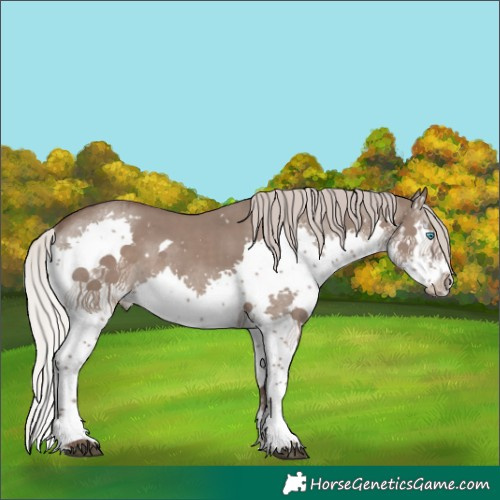 Horse Color:White Spotted Silver Grullo Splash