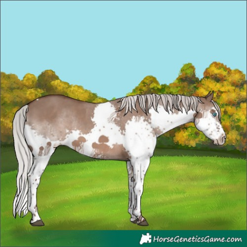 Horse Color:White Spotted Silver Grullo Splash 