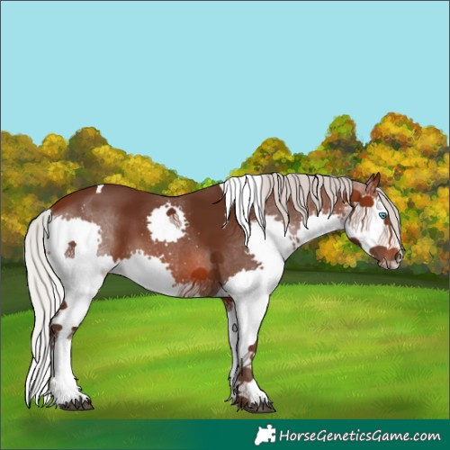 Horse Color:Silver Brown Splash Tobiano