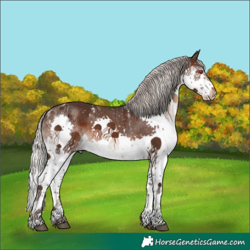 Horse Color:Powder White Silver Brown Splash Skewed Appaloosa