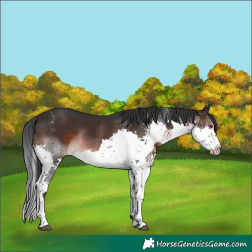 Horse Color:Powder White Brown Splash Rabicano 