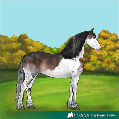 Horse Color:Powder White Brown Splash Rabicano 