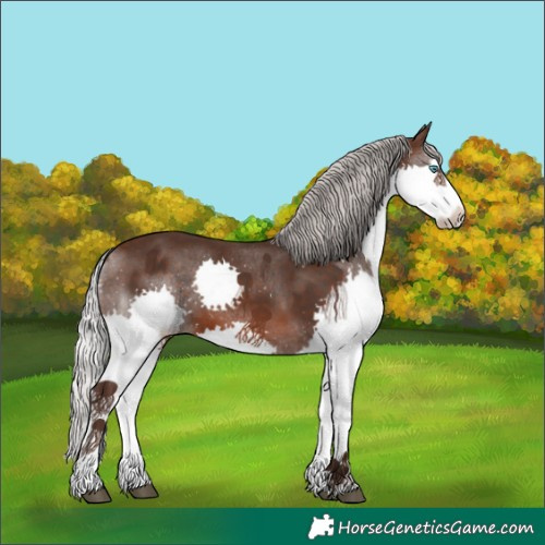 Horse Color:Silver Brown Splash Rabicano