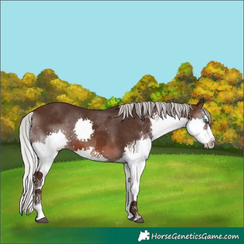 Horse Color:Silver Brown Splash Rabicano 