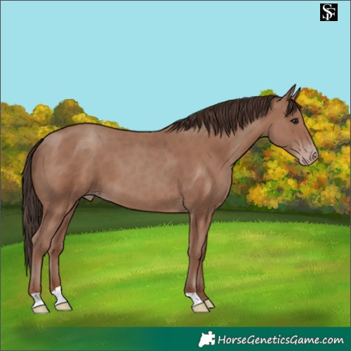 Horse Color:Classic Champagne 