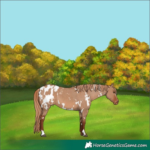 Horse Color:White Spotted Red Dun Blanket