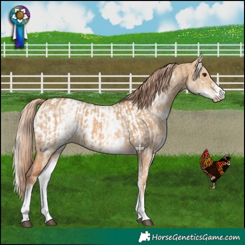 Horse Color:White Spotted Red Dun Rabicano and White Spotted Red Dun Appaloosa Rabicano