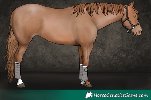 Horse Color:Bay Pearl 