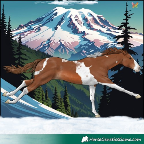 Horse Color:Chestnut Splash Tobiano