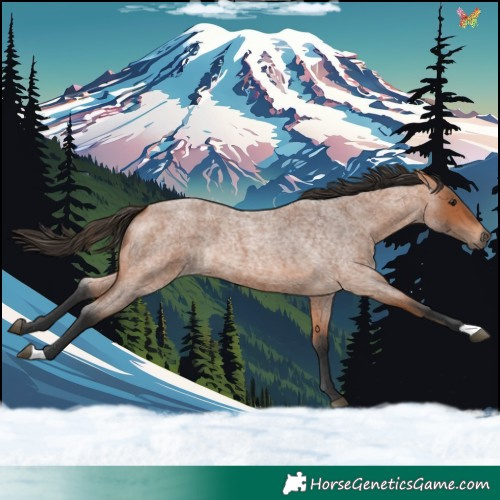 Horse Color:Bay Roan