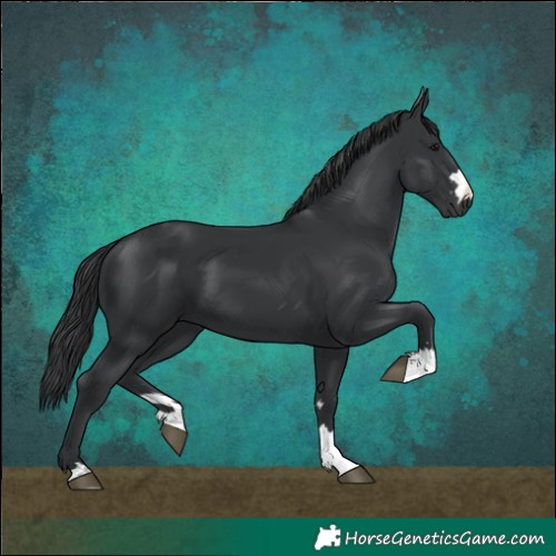 Horse Color:Black 