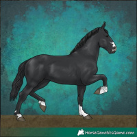 Horse Color:Black 