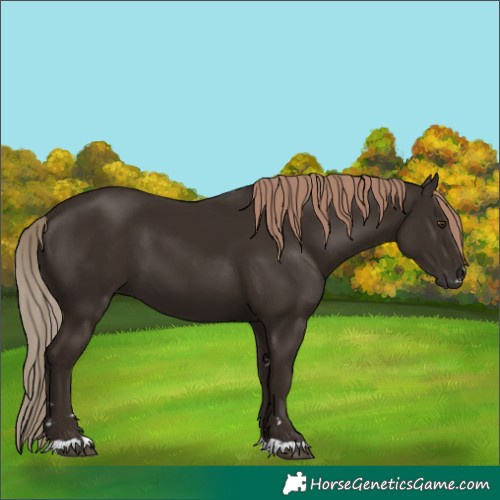 Horse Color:Liver Chestnut