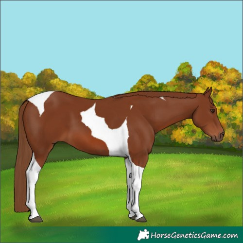 Horse Color:Chestnut Tobiano 