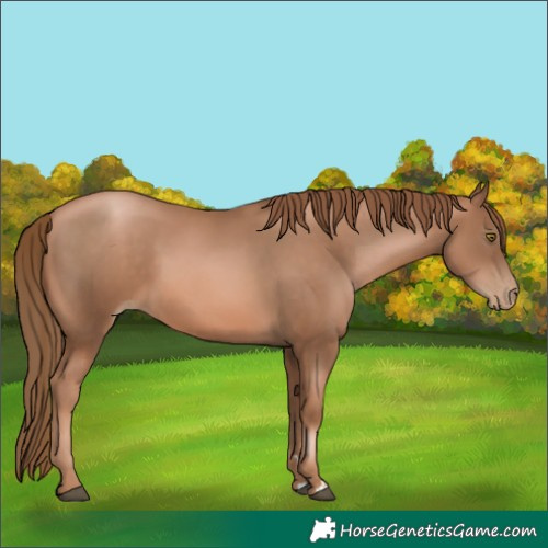 Horse Color:Liver Chestnut Pearl