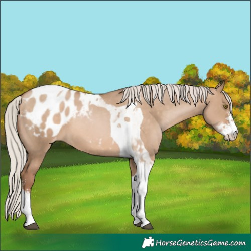 Horse Color:Silver Brown Pearl Dun Sabino Tobiano Blanket