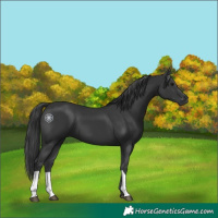 Horse Color:Black 