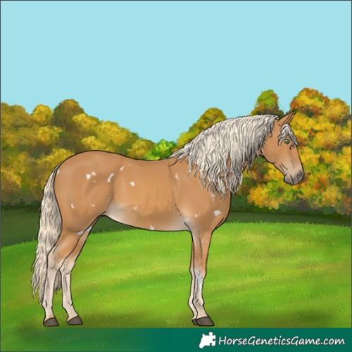 Horse Color:White Spotted Palomino