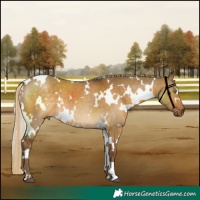 Horse Color:White Spotted Chocolate Palomino Dun