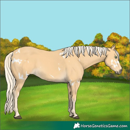 Horse Color:White Spotted Palomino 