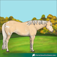 Horse Color:White Spotted Palomino 