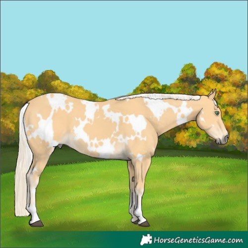 Horse Color:White Spotted Palomino 