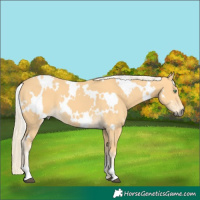 Horse Color:White Spotted Palomino 