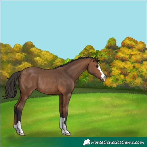 Horse Color:Bay Rabicano