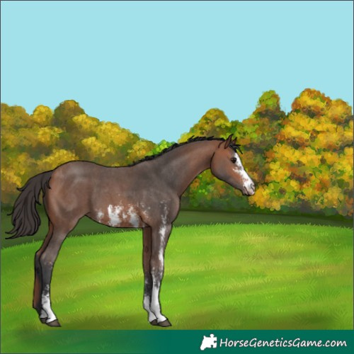 Horse Color:Bay Sabino