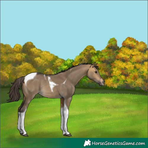 Horse Color:Buckskin Dun Tobiano Rabicano