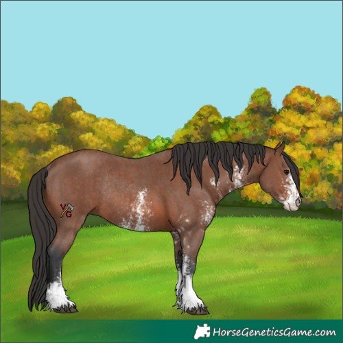 Horse Color:Unknown 